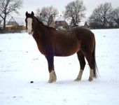 Die Ponyfarm Schafstedt